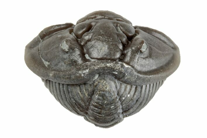 Wide Enrolled Flexicalymene Trilobite - Mt Orab, Ohio #201100